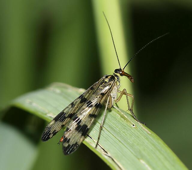 Skorpionsfliege, Weibchen
