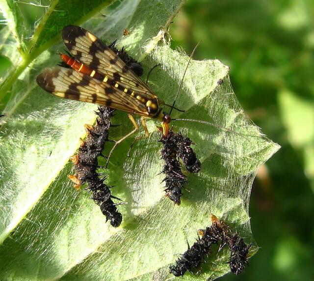 Weibchen mit Raupe des Tagpfauenauges als Beute.