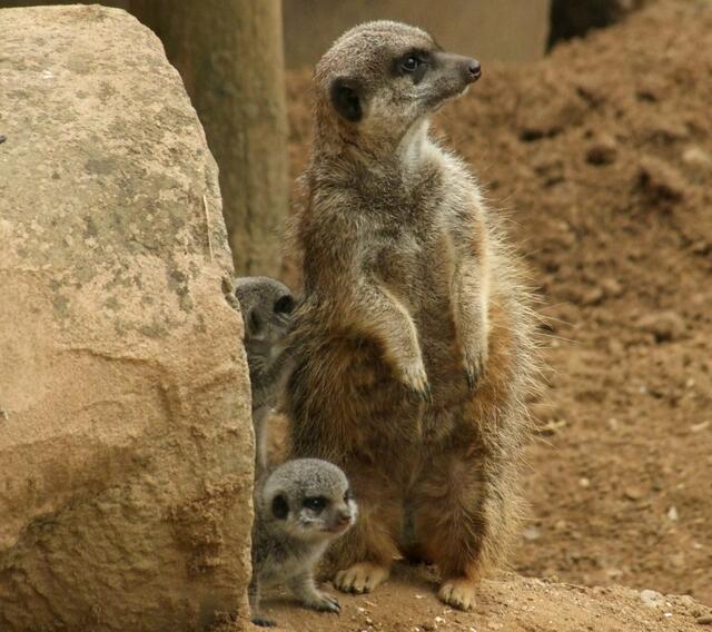 Auch die Erdmännchen haben Kleine