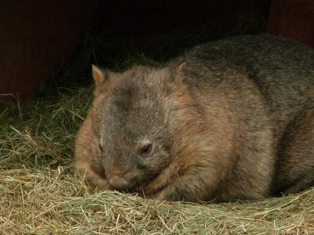 Der Wombat