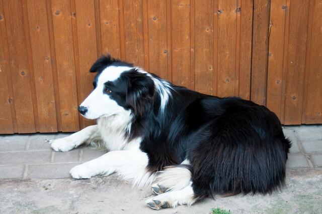 Der Hofhund