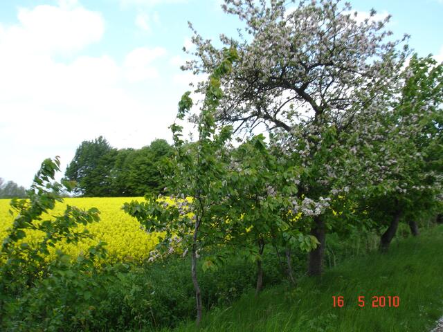 Schöne Natur im Frühling