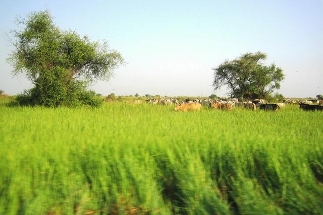 Ein langer Weg an Kühen vorbei