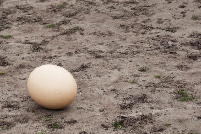 10 Eier in einer Schale
