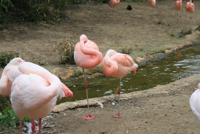 Flamingos machen Mittagsschlaf