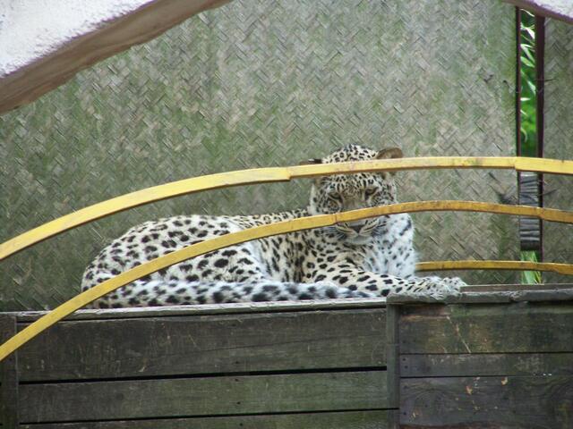 Leopard