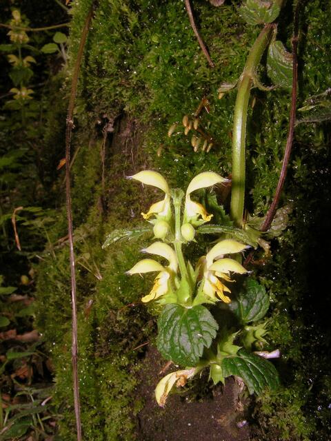 die kleine Unterwelt