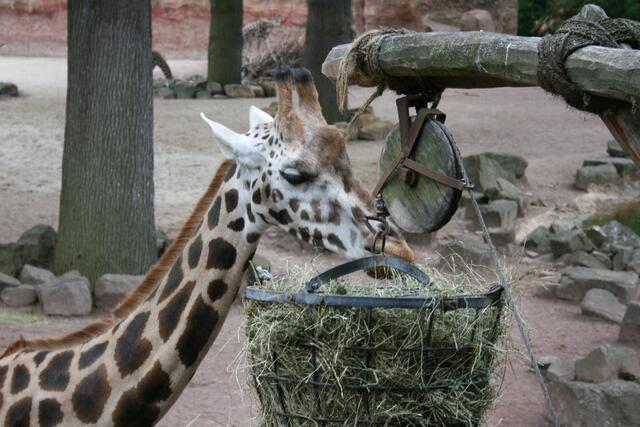 Giraffe läst es sich schmecken