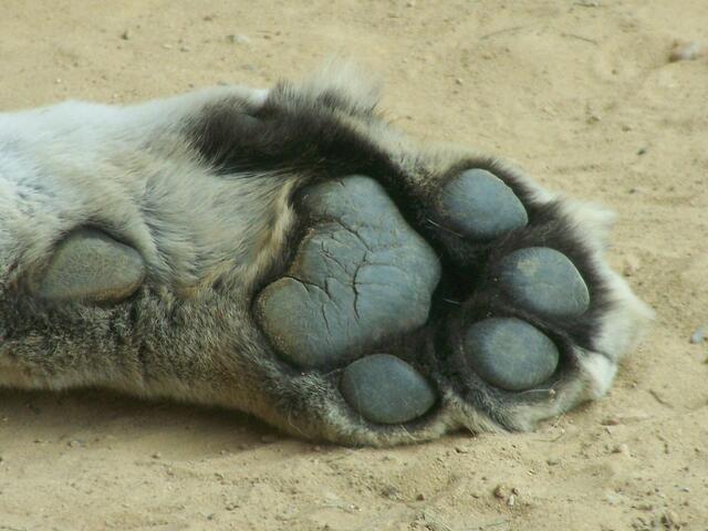 Tigertatze