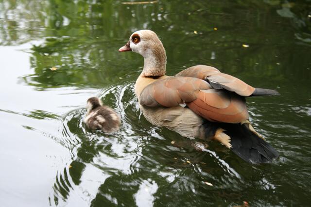 Ente mit Küken