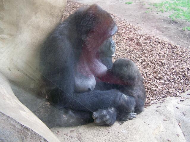 Gorilla Nachwuchs