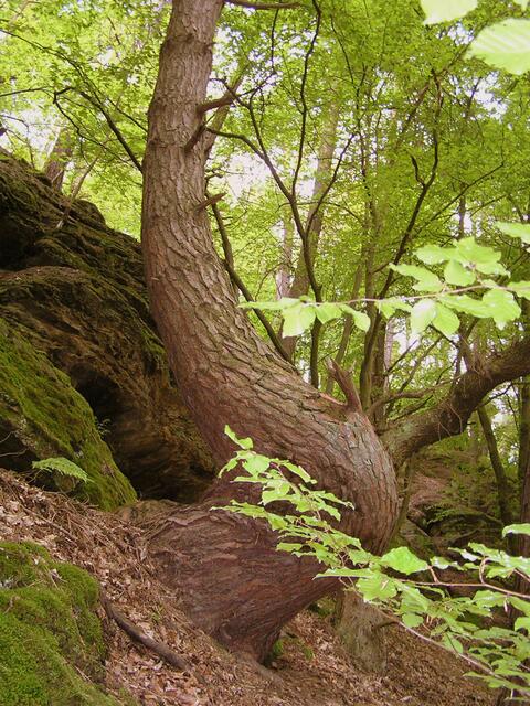 seltsame Wachstumsform