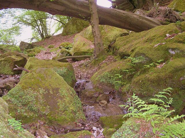 Bach und umgestürzter Baum als Brücke