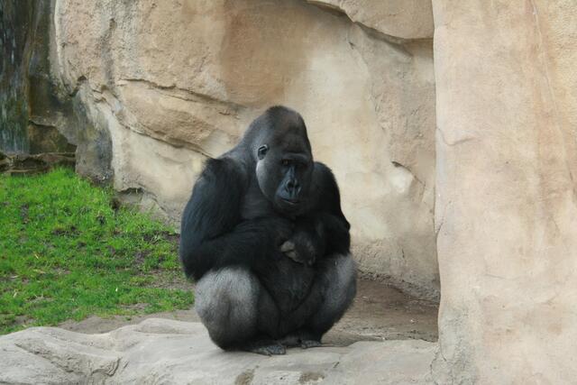Der Chef - Gorilla