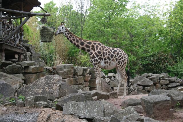 Giraffe am Futterkorb