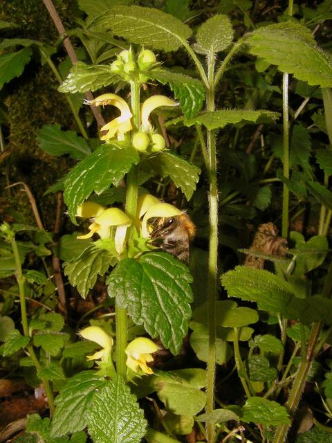 ...was versteckt sich denn da?