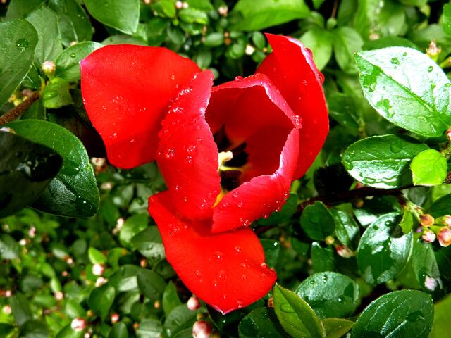 Diese Tulpe ist einfach nur schön.