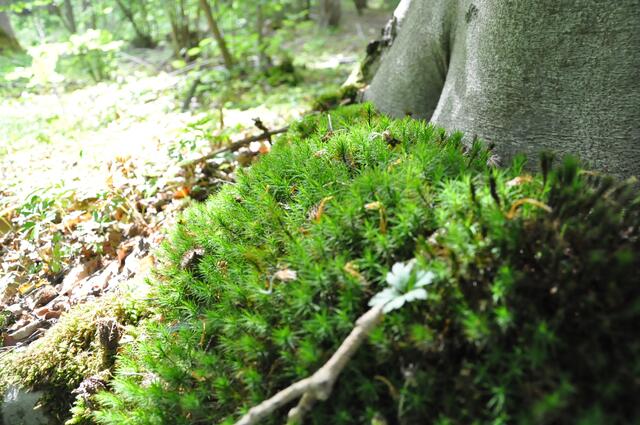 Im Naturschutzgebiet Schilfbruch