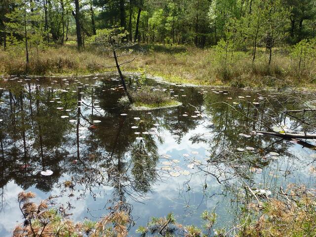 Die Moorlandschaft