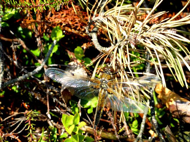Eine Libelle mit wunderschön schillernden Flügeln