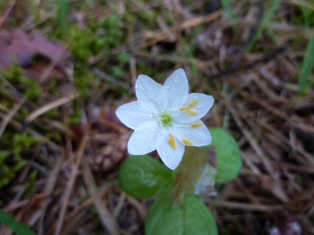 Ein Miniblümchen
