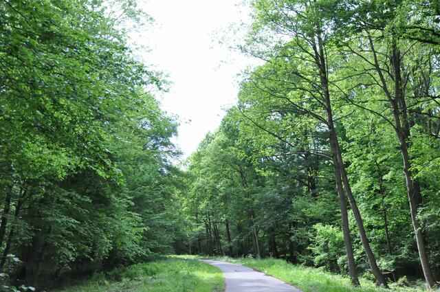 Im Naturschutzgebiet Schilfbruch