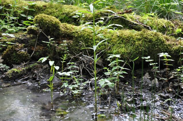 Im Naturschutzgebiet Schilfbruch