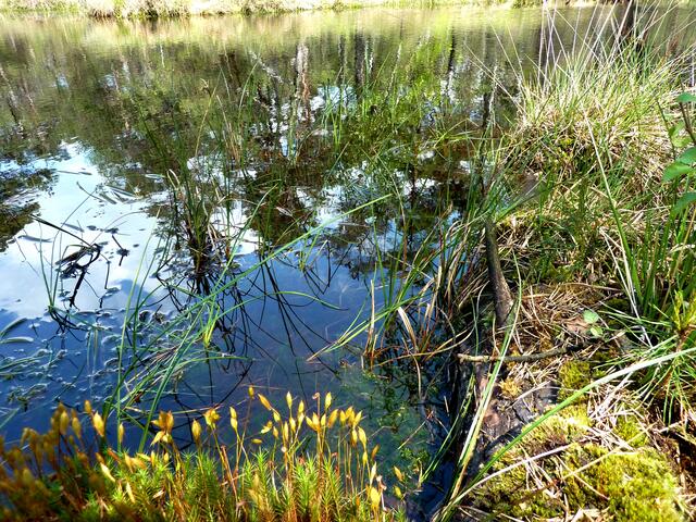 Das blühende Moos am Wasser