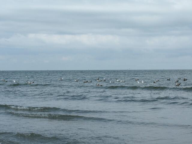 Seevögel in der Ostsee bei Darß