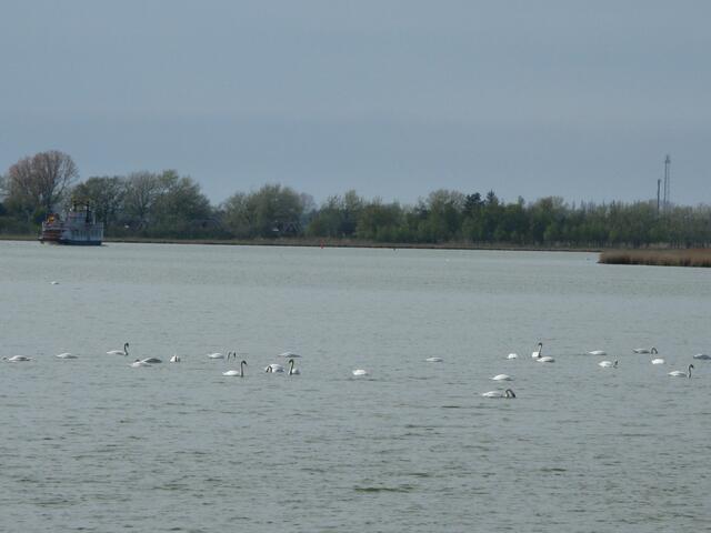 Schwäne und Boddengewässer