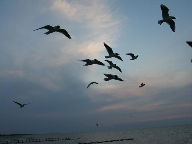 Möwen und Abendstimmung