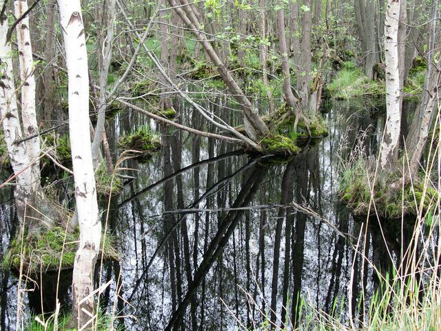 Naturpark mit Waldflächen im Wasser