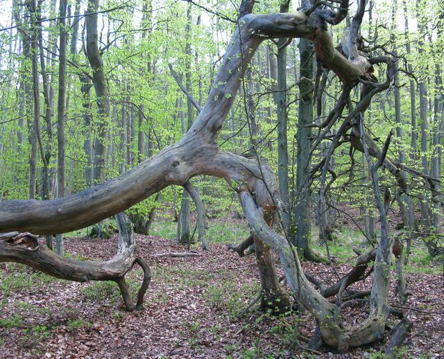 Baumsklett im Darss Wald