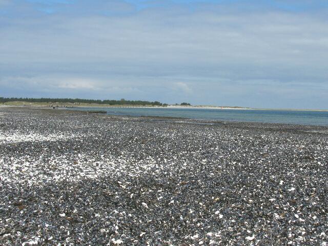 Ostsee und Muschelreste am Darsser Ort