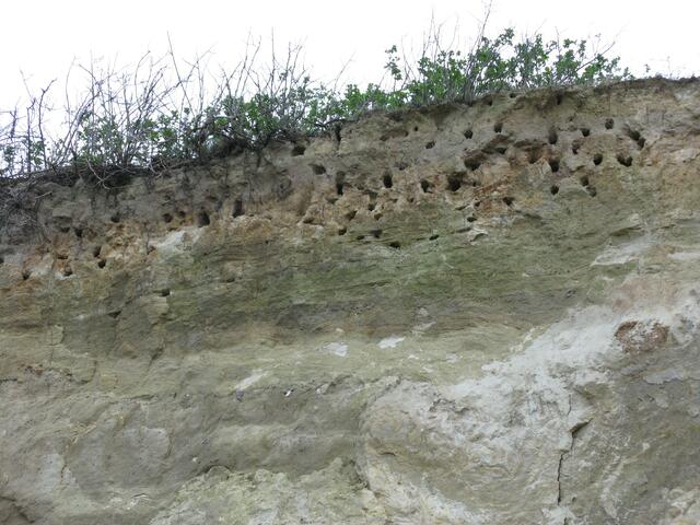 Steilküste und Nistplätze