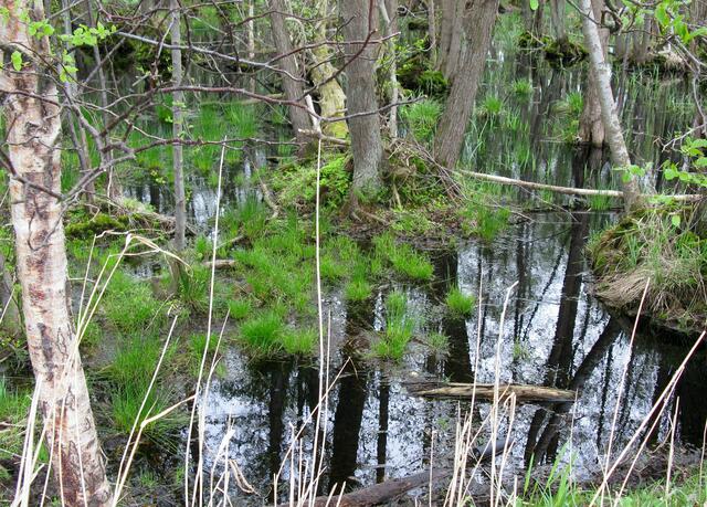 Sumpflandschaft im Wald