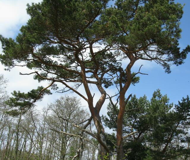 Riesige Kiefern im Darss Wald