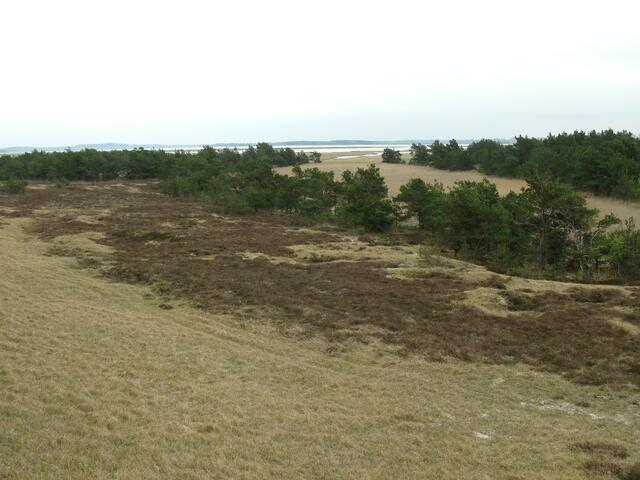 Dünenlandschaft mit Kiefern- und Heideflächen