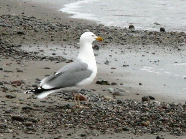 Silbermöwe an der Westküste