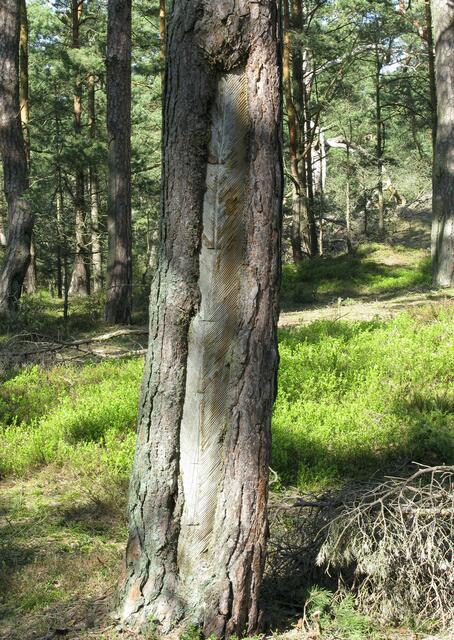 Kiefernstamm und Harzgewinnung zu DDR Zeiten