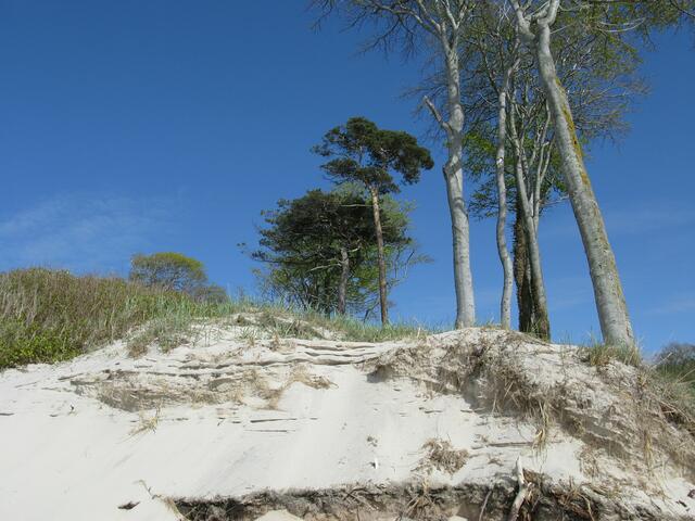 Weststrand und seine Bäume