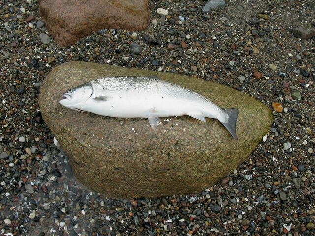 Ostseeforelle frisch von einem Angler gefangen