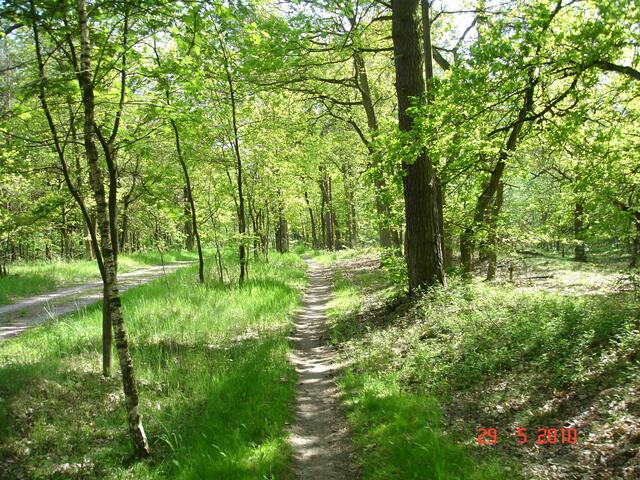 Oh Du schöner Wald