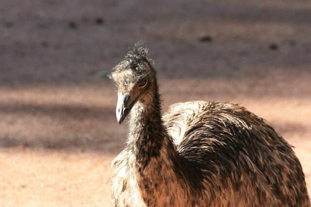 Dieser Blick .... ;-)