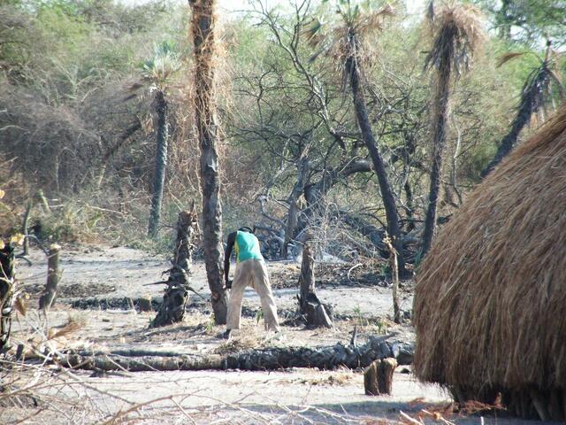 Wenn die Baumsatzung es zulässt hackt man Stämme.