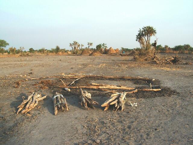 Erste Stämme am Boden.