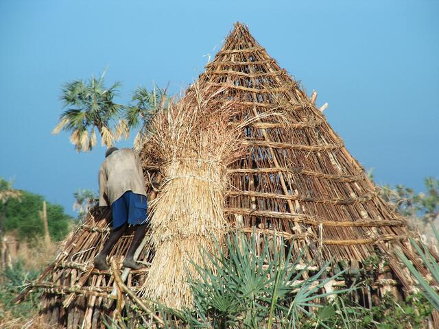 So wird es mit Schilf gedeckt.