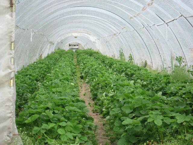...Stauden im Folientunnel...