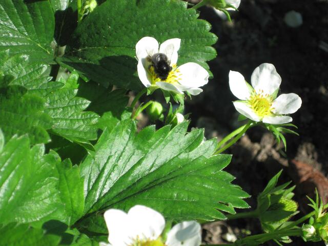 ...erste Blüten mit Gast...