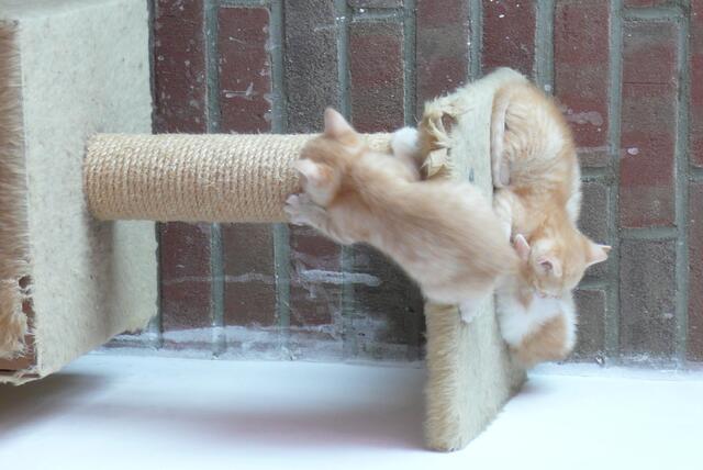 Kletterpartie kopfüber